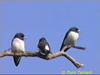 White-breasted Wood-Swallow (Artamus leucorynchus)