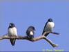 White-breasted Wood-Swallow (Artamus leucorynchus)