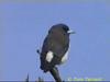 White-breasted Wood-Swallow (Artamus leucorynchus)