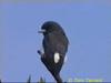 White-breasted Wood-Swallow (Artamus leucorynchus)