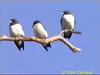 White-breasted Wood-Swallow (Artamus leucorynchus)