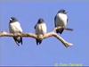 White-breasted Wood-Swallow (Artamus leucorynchus)