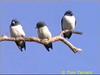 White-breasted Wood-Swallow (Artamus leucorynchus)