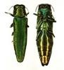 Emerald Ash Borer (Agrilus planipennis)