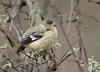 White-collared Seedeater (Sporophila torqueola)