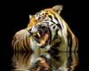 water tiger