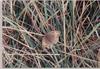 Meadow Brown (Maniola jurtina)