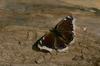 Mourning Cloak (Nymphalis antiopa)