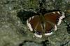 Mourning Cloak (Nymphalis antiopa)