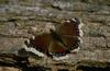 Mourning Cloak (Nymphalis antiopa)