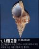 나팔고둥 Charonia sauliae (Korean Trumpet Shell)