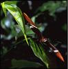 Rusty-tipped Page (Siproeta epaphus)