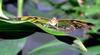 Malachite Butterfly (Siproeta stelenes)