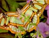 Malachite Butterfly (Siproeta stelenes)