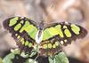 Malachite Butterfly (Siproeta stelenes)