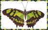 Malachite Butterfly (Siproeta stelenes)