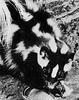 Spotted Skunk (Spilogale sp.)