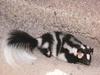 Western Spotted Skunk (Spilogale putorius gracilis)