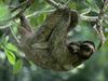 Three-toed Sloth (Bradypus sp.)