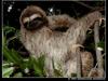 Three-toed Sloth (Bradypus sp.)