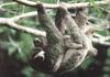 Three-toed Sloth (Bradypus sp.)