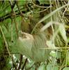 Two-toed Sloth (Choloepus sp.)