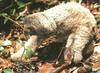 Two-toed Sloth (Choloepus sp.)