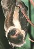 Two-toed Sloth (Choloepus sp.)