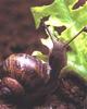 Garden Snail