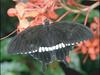 Common Mormon (Papilio polytes)