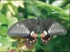 Common Mormon (Papilio polytes)