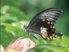 Common Mormon (Papilio polytes)