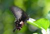 Common Mormon (Papilio polytes)