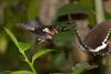 Common Mormon (Papilio polytes)