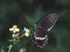 Common Mormon (Papilio polytes)