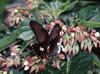 Common Mormon (Papilio polytes)