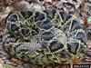 Eastern Diamondback Rattlesnake (Crotalus adamanteus)