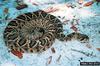 Eastern Diamondback Rattlesnake (Crotalus adamanteus)