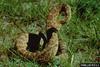 Western Diamondback Rattlesnake (Crotalus atrox)