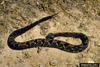 Timber Rattlesnake (Crotalus horridus)