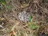 Timber Rattlesnake (Crotalus horridus)