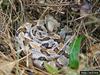 Timber Rattlesnake (Crotalus horridus)