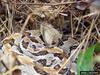 Timber Rattlesnake (Crotalus horridus)