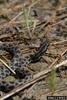 Pygmy Rattlesnake (Sistrurus miliarius)