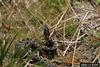 Pygmy Rattlesnake (Sistrurus miliarius)