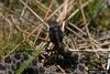 Pygmy Rattlesnake (Sistrurus miliarius)