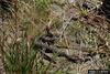 Pygmy Rattlesnake (Sistrurus miliarius)