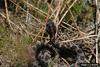 Pygmy Rattlesnake (Sistrurus miliarius)