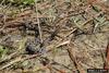 Pygmy Rattlesnake (Sistrurus miliarius)