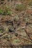 Pygmy Rattlesnake (Sistrurus miliarius)